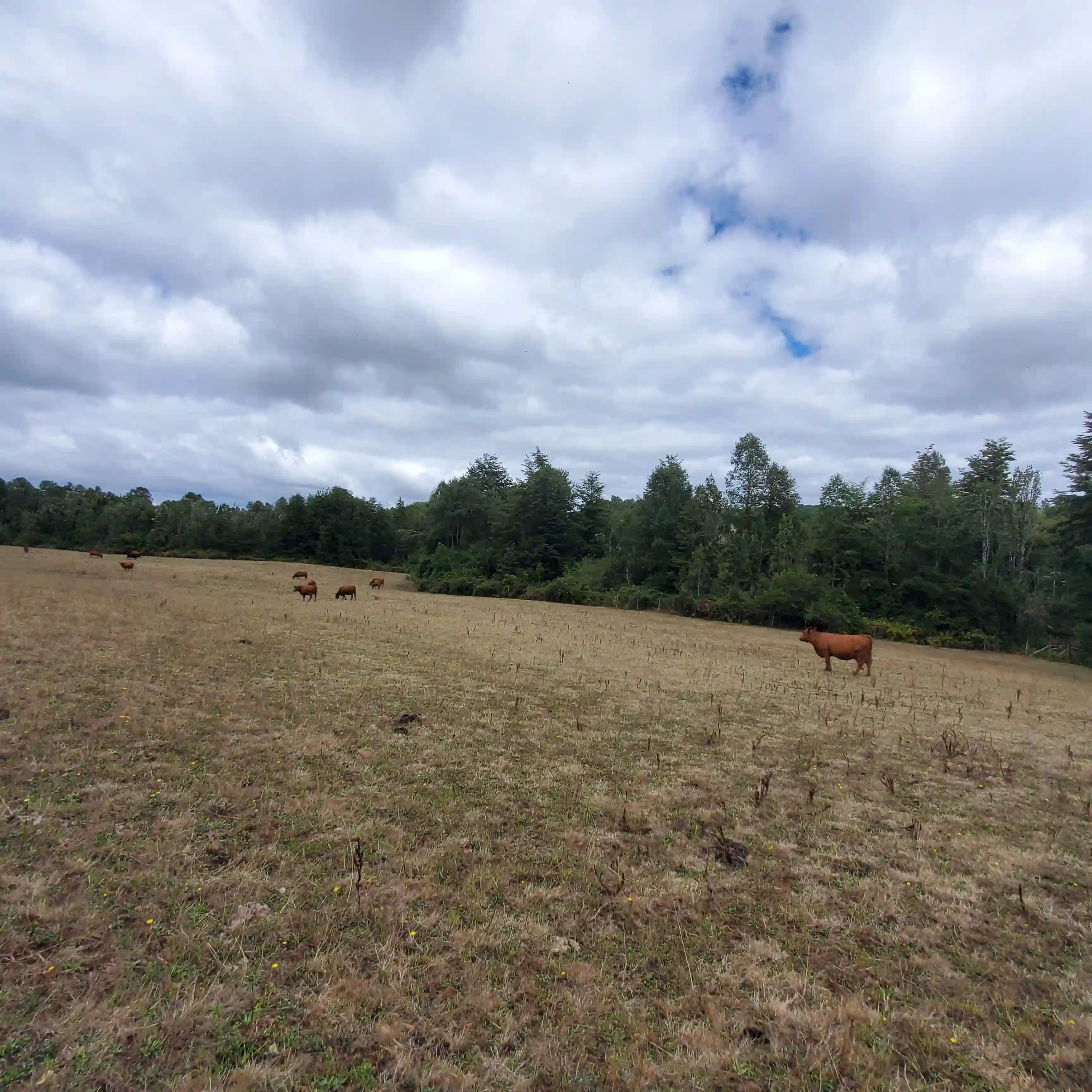 Angus cattle estate near Fresia